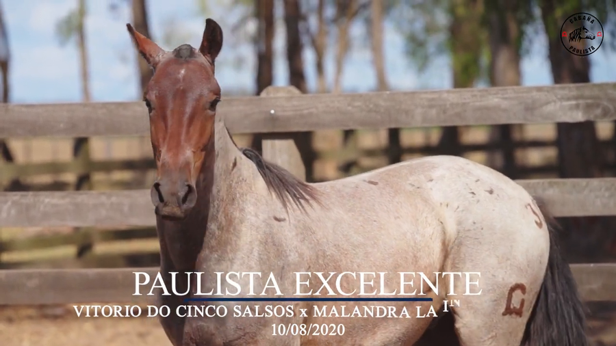 Lote Paulista Excelente