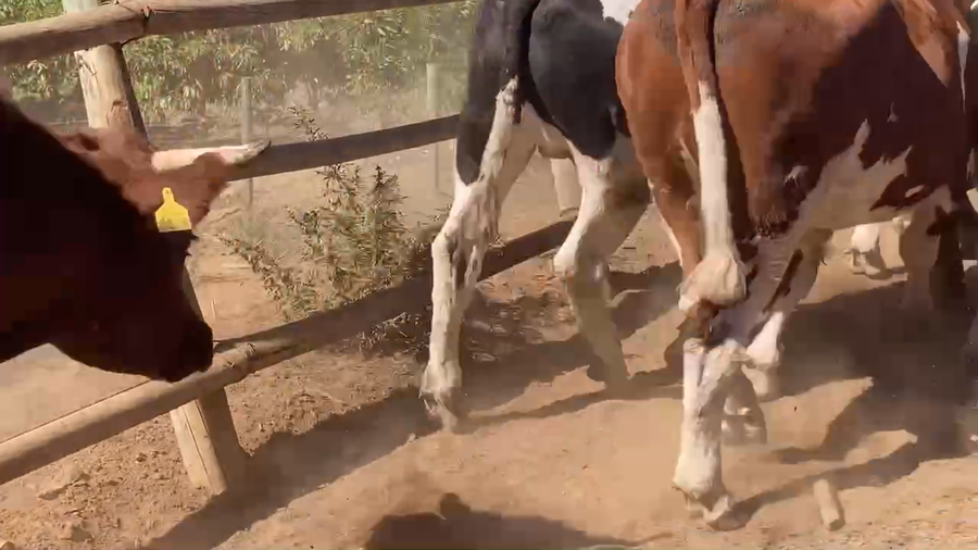 Lote 20 Novillo Gordo en Melipilla, Región Metropolitana