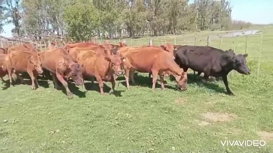 Lote 28 Vacas p/ invernar