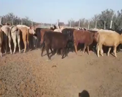 Lote 52 Terneras en Toay, La Pampa