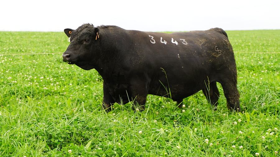 Lote Toros a remate en Ganadera Barracas S.A en Caraguata