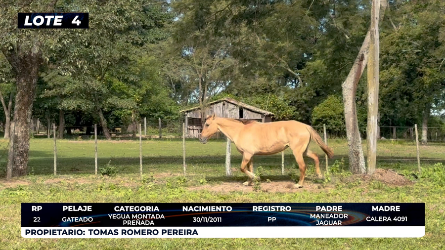 Lote LOTE 4 - DE CAMPO