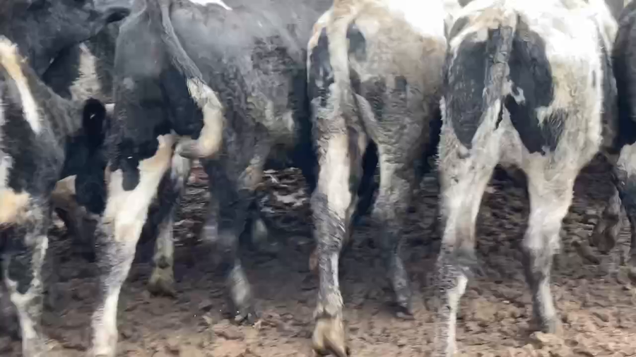 Lote 40 Novillo Gordo en Melipilla, Región Metropolitana