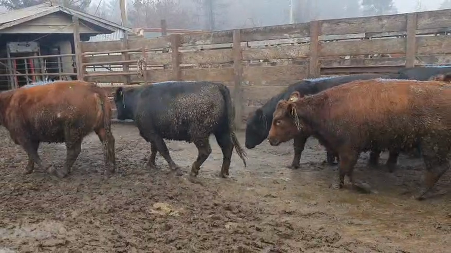 Lote 20 Vaquilla Gorda en Los Ángeles, VIII Región Biobío