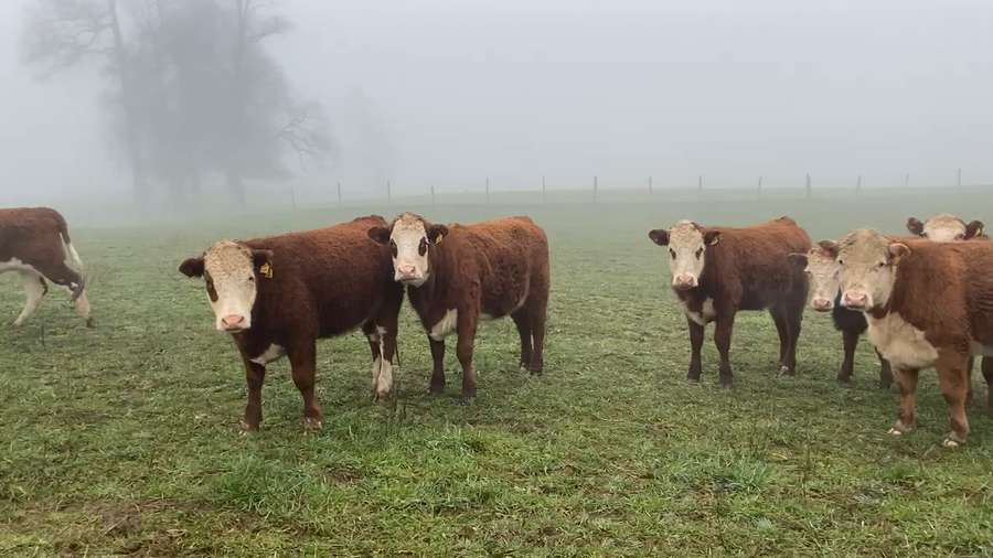 Lote 50 Vaquilla Engorda en Osorno, X Región Los Lagos