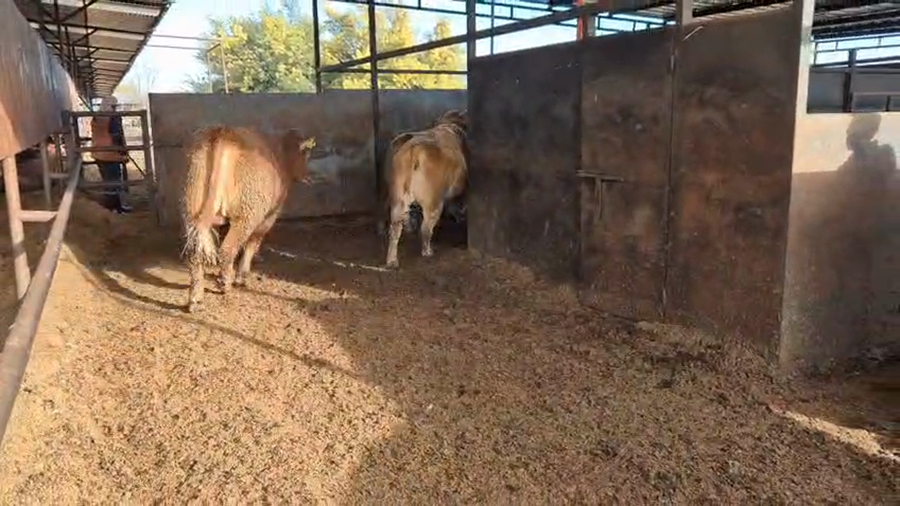 Lote 20 Novillo Gordo en Linares, VII  Región Maule