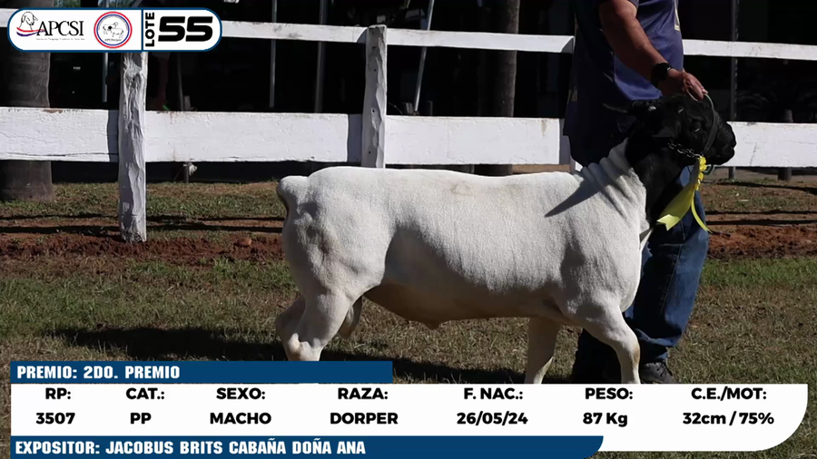 Lote LOTE 55