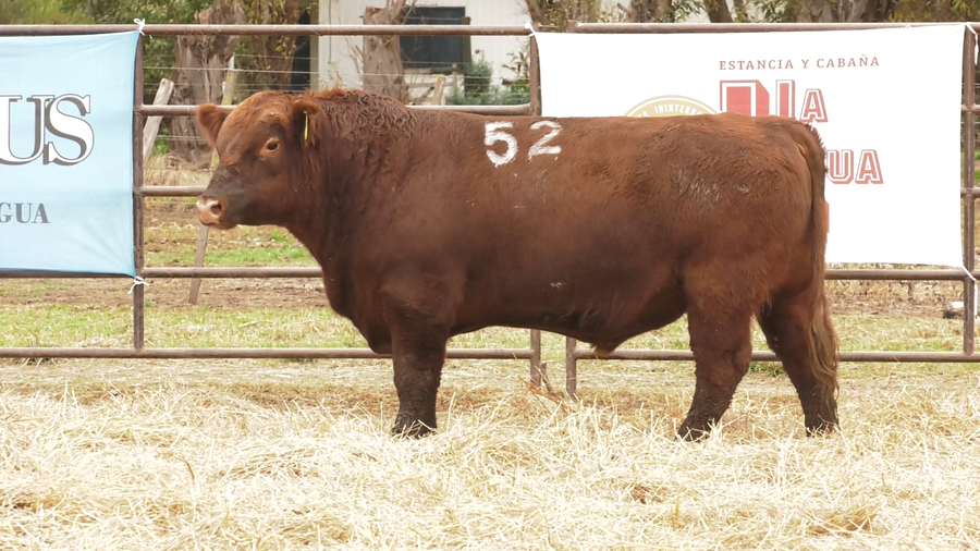 Lote TOROS ANGUS COLORADOS  PC