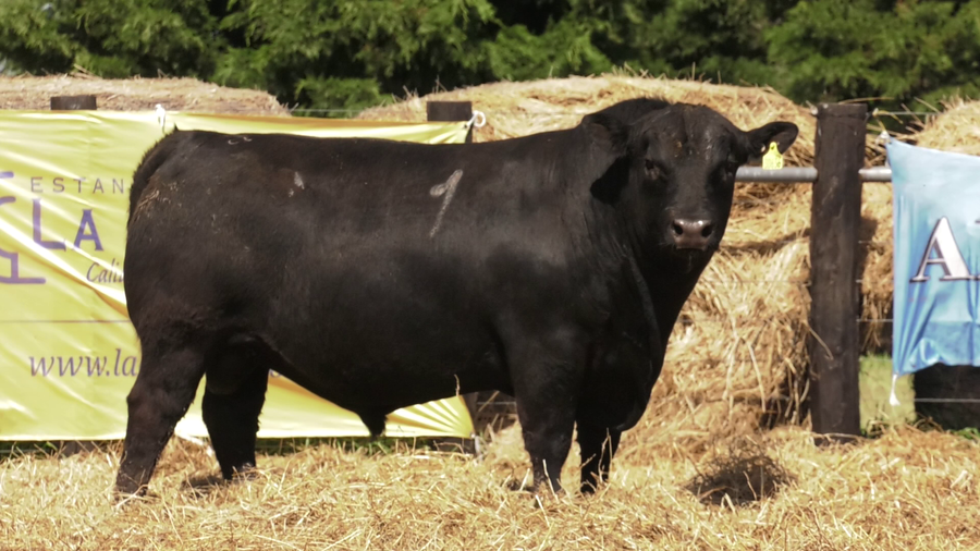 Lote TOROS ANGUS PURO CONTROLADO