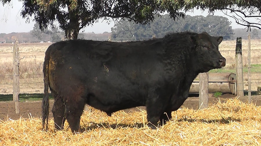 Lote TOROS PUROS DE PEDIGREE