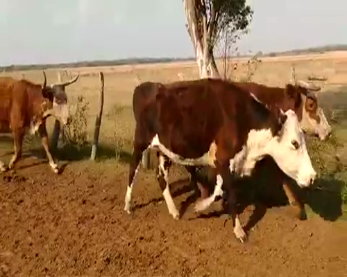 Lote 35 Vacas de invernar en Bella Vista, Corrientes