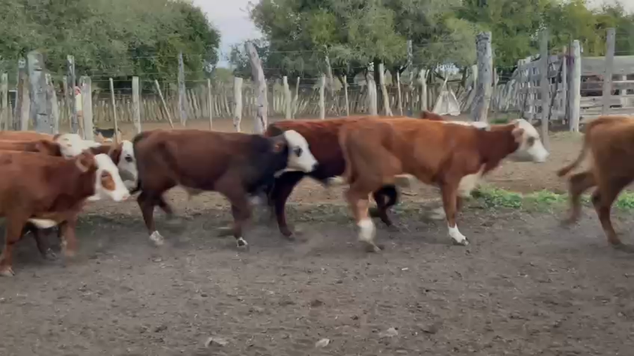 Lote 70 Terneros/as en Corrientes, Curuzú-Cuatiá