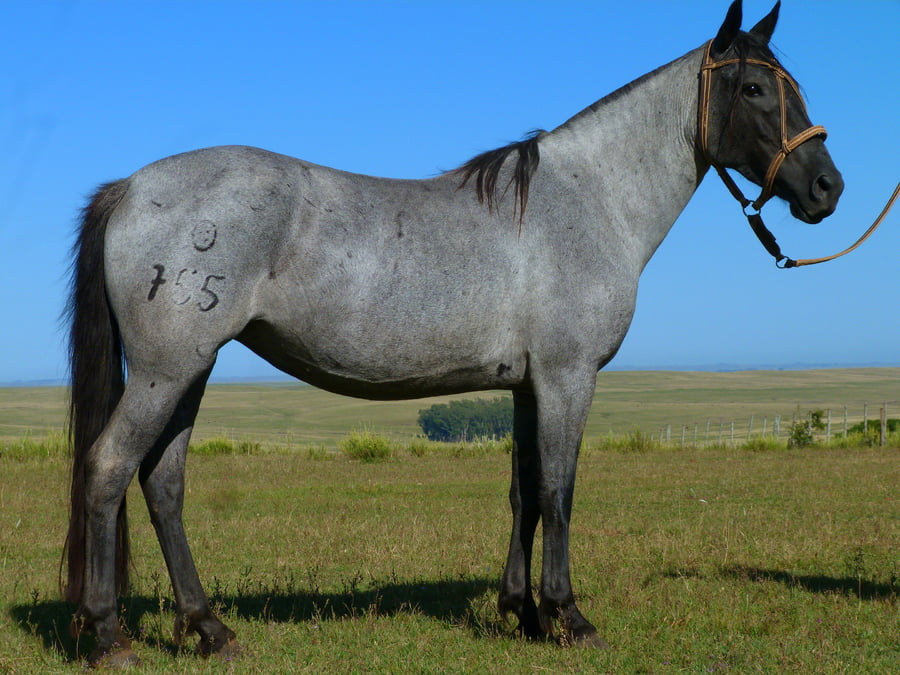 Lote Lucerita Salpay