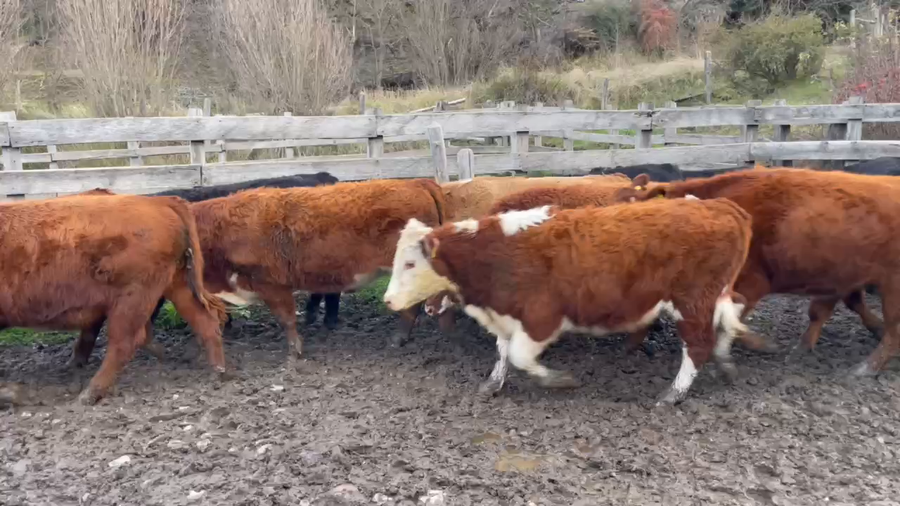 Lote 40 Novillo Engorda en Coyhaique, XI Región Aysén