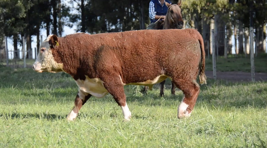 Lote POLLED HEREFORD