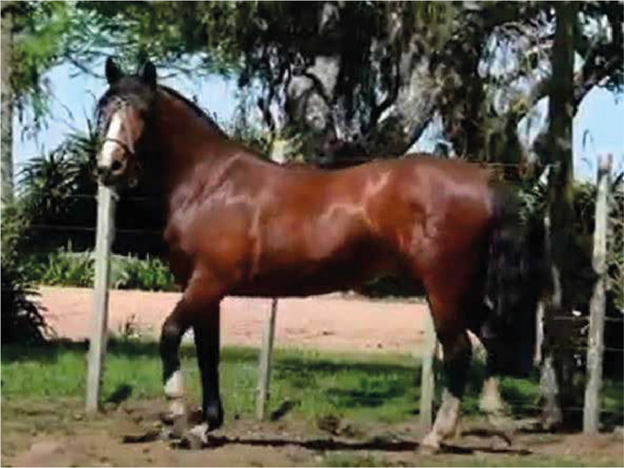 Lote El Gavilán Orca (RP 473) Cabaña "El Gavilán"