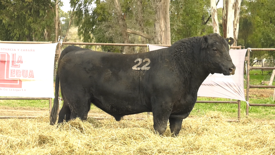 Lote TOROS ANGUS NEGROS  PC