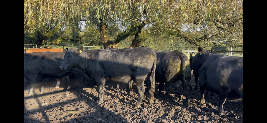 Lote 28 Vaquilla Gorda en Osorno, X Región Los Lagos