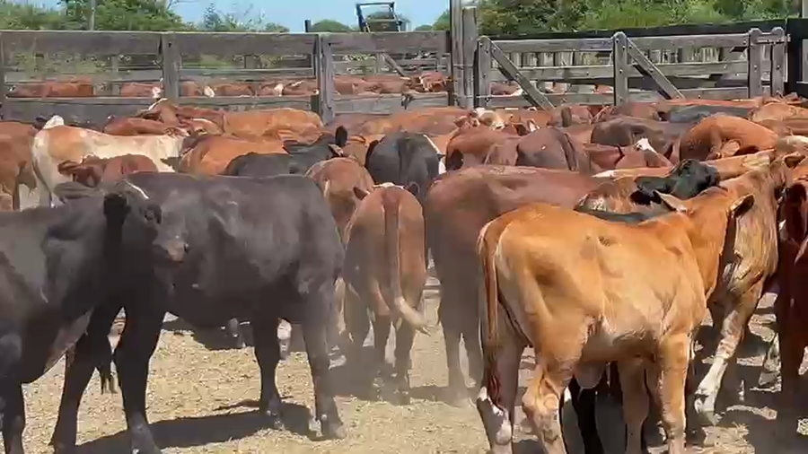 Lote 102 Terneros/as en Chaco, Cote Lai