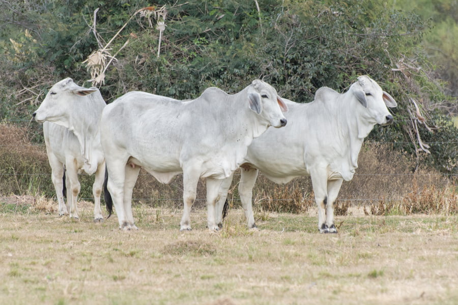 Lote Vaquillonas Preñadas Cabaña Don Tomas (24)