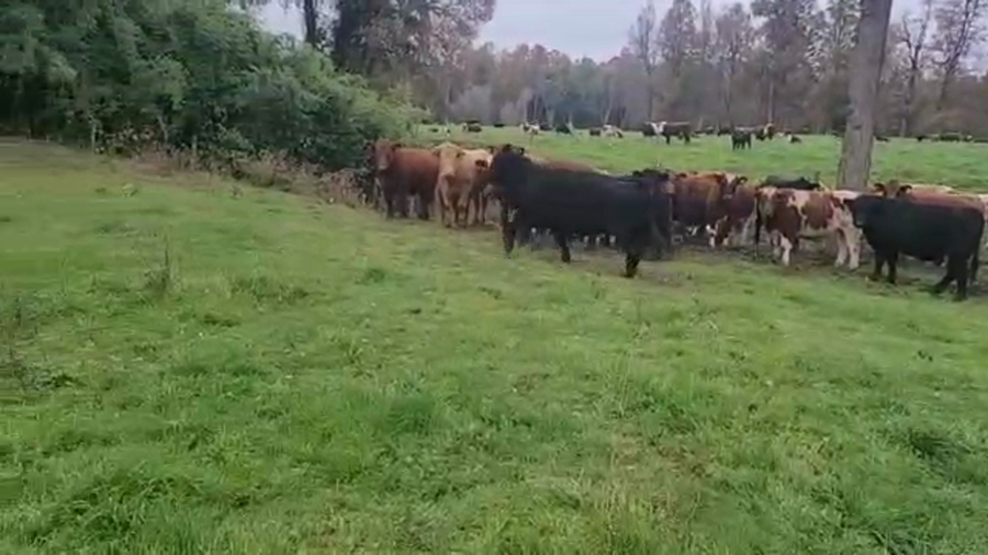 Lote 50 Novillo Engorda en Paillaco, XIV Región Los Ríos