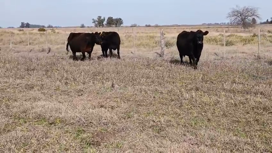 Lote 250 Vacas Nuevas C/ Cría en Urdampilleta