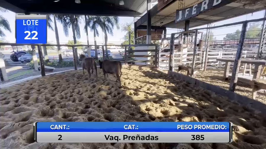 Lote VAQUILLAS BRANGUS PREÑADAS  -LOTE 22