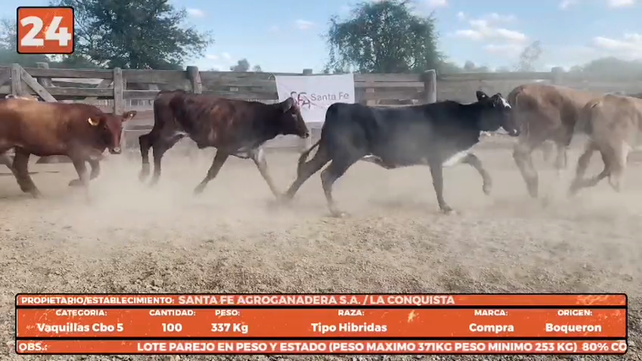 Lote LOTE 24