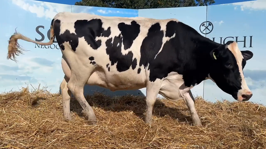 Lote VACAS PROXIMAS CABAÑA MALKE-KO