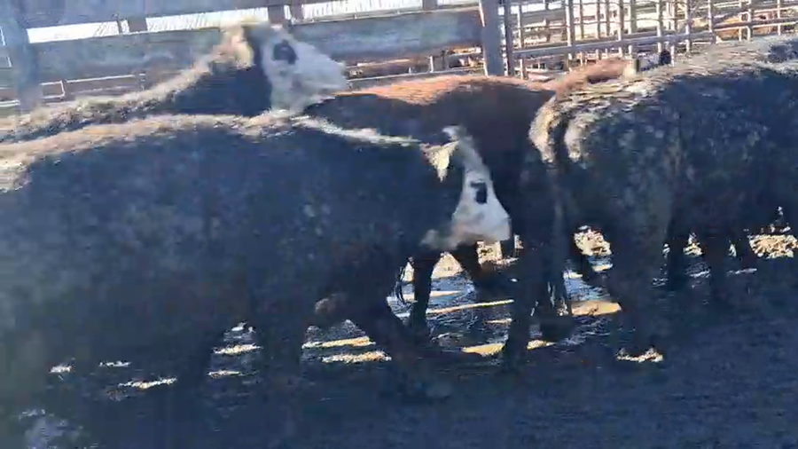 Lote 40 Vaquilla Gorda en Los Ángeles, VIII Región Biobío