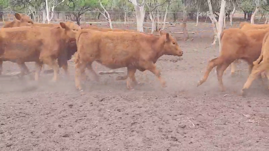 Lote 30 Terneras en Villaguay, Entre Ríos