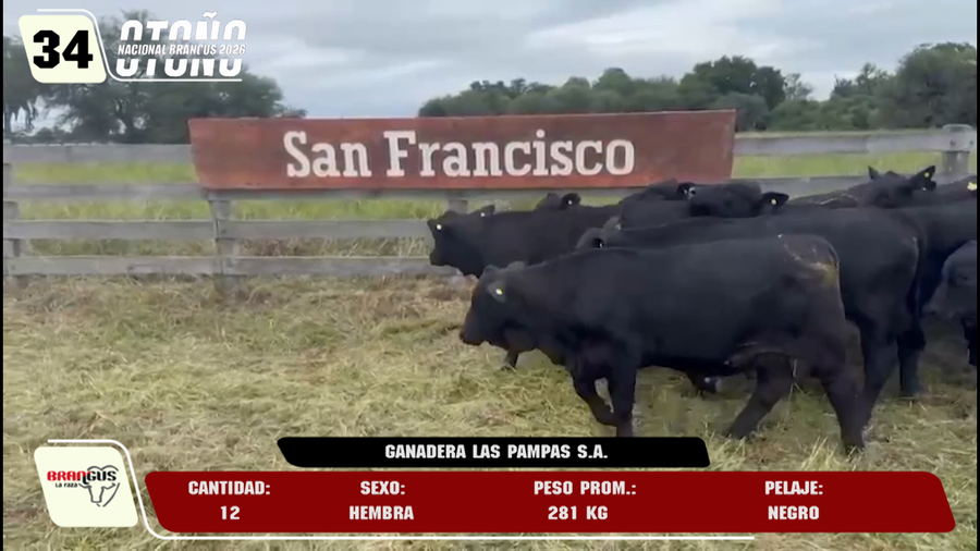 Lote LOTE 34