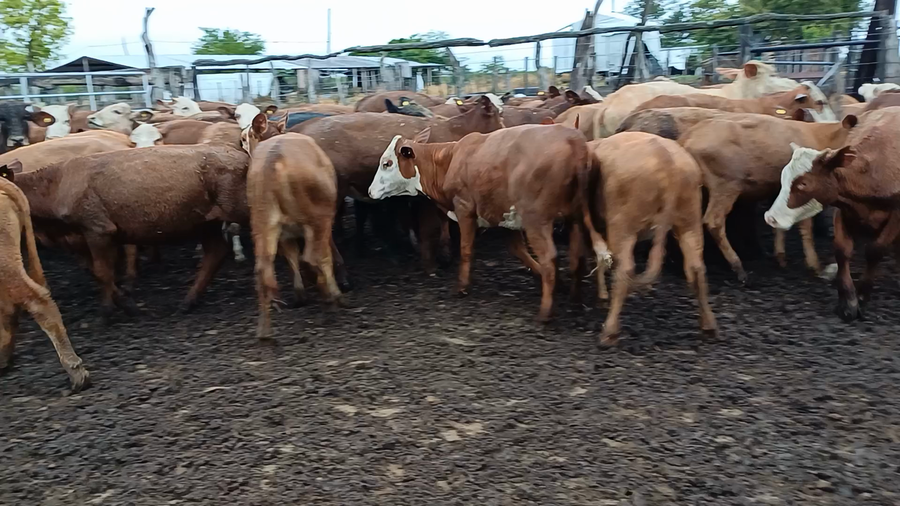 Lote 110 Terneras en Entre Ríos, Paraná