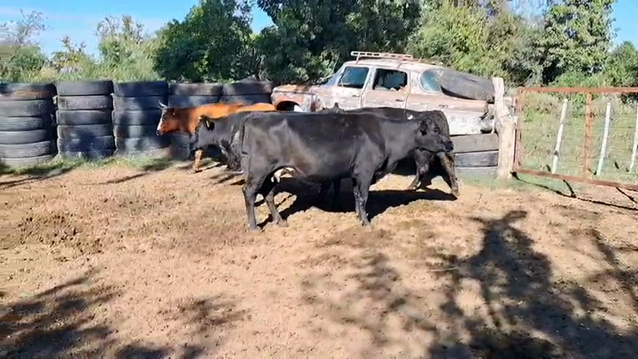 Lote VACAS ENTORADAS