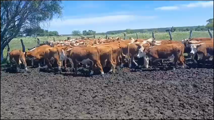 Lote 65 Terneros en Concordia, Entre Ríos