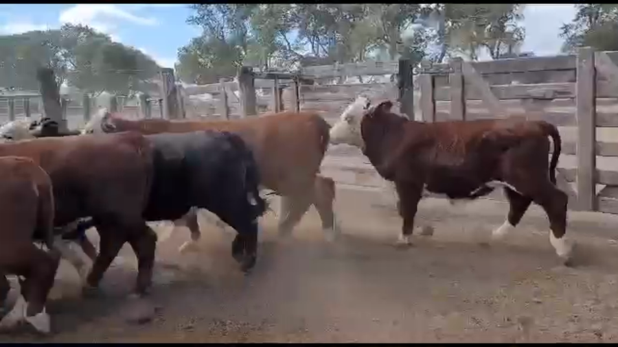 Lote 65 Novillitos/Vaquillonas