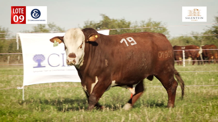 Lote LOTE 9 - TOROS BRAFORD NO. 19