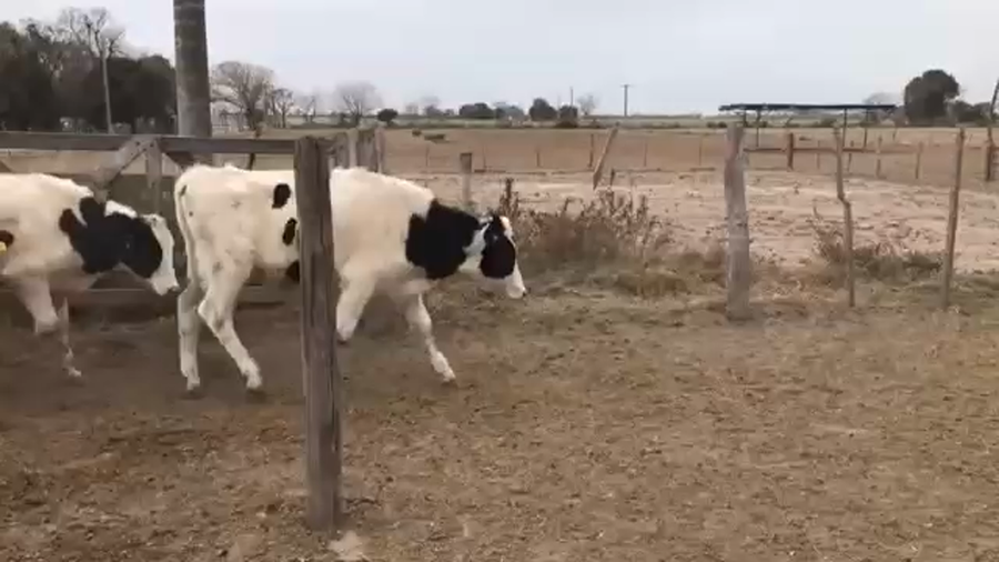 Lote 40 Novillitos Holando Argentino en Morteros, Córdoba