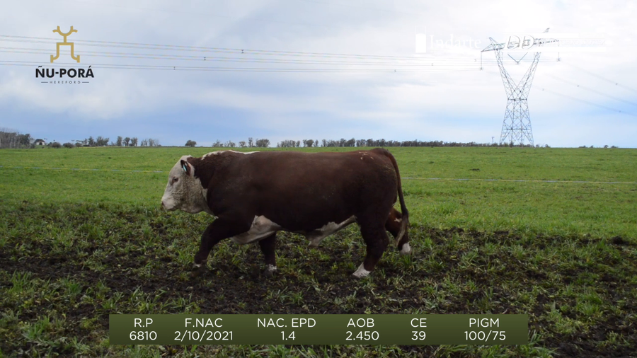 Lote Toros a remate en Remate anual Ñu Porá 2023, Paysandú