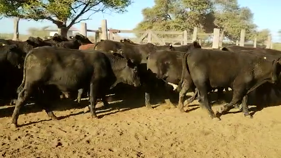 Lote 80 Novillitos en Vilelas, Santiago del Estero