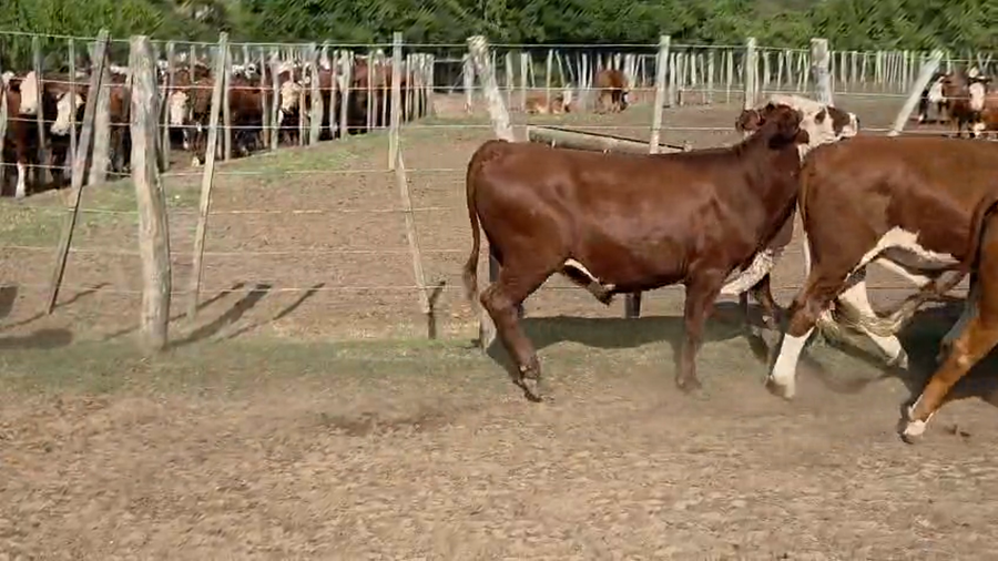 Lote 80 Novillos en Corrientes, Mercedes