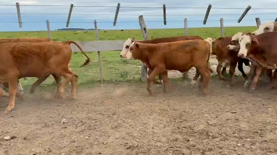 Lote 25 Terneros/as en Corrientes, Paso de Los Libres