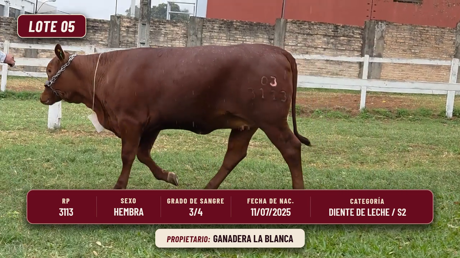 Lote LOTE 5