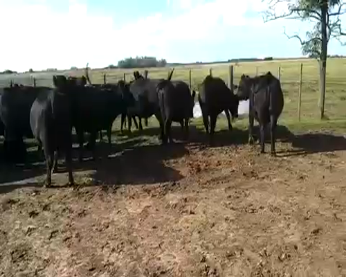 Lote 24 Vaquillonas en Buenos Aires, Gral. Belgrano