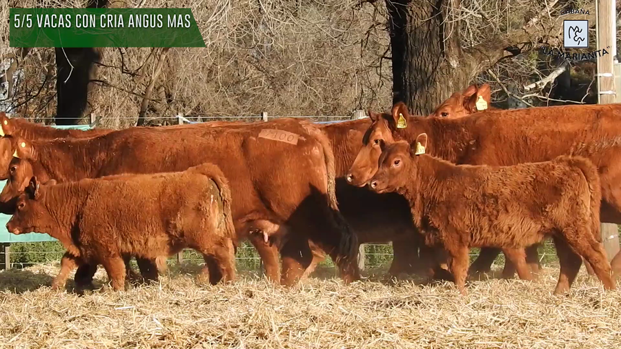 Lote "Cabaña ""La Marianita"" Vacas 1ra paricion otoño mas con servicio"