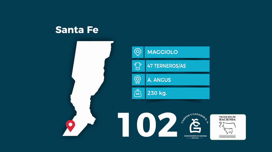Lote 47 Terneros/as en Santa Fe, Maggiolo