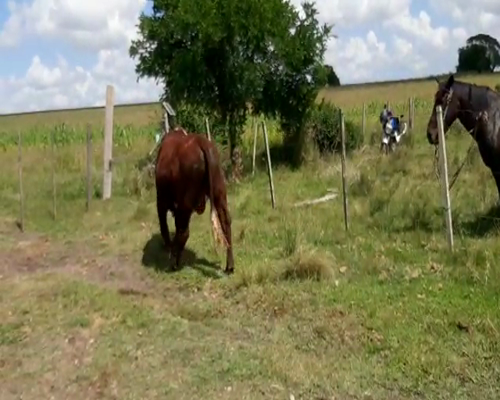 Lote Toros CRUZA HEREFORD a remate en Pantalla Camy 500kg - , San José