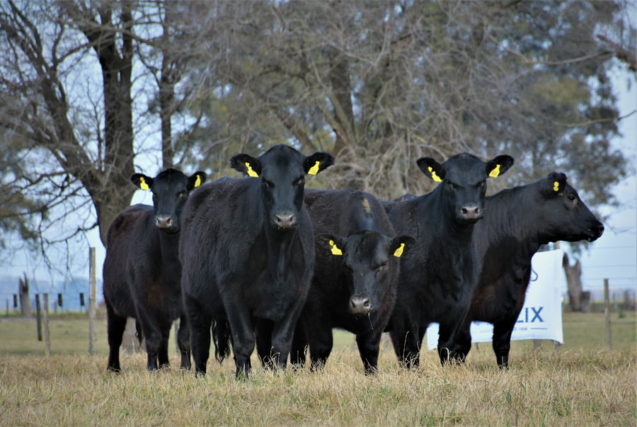 Lote "Cabaña ""Don Felix"" Vaquillonas PC"