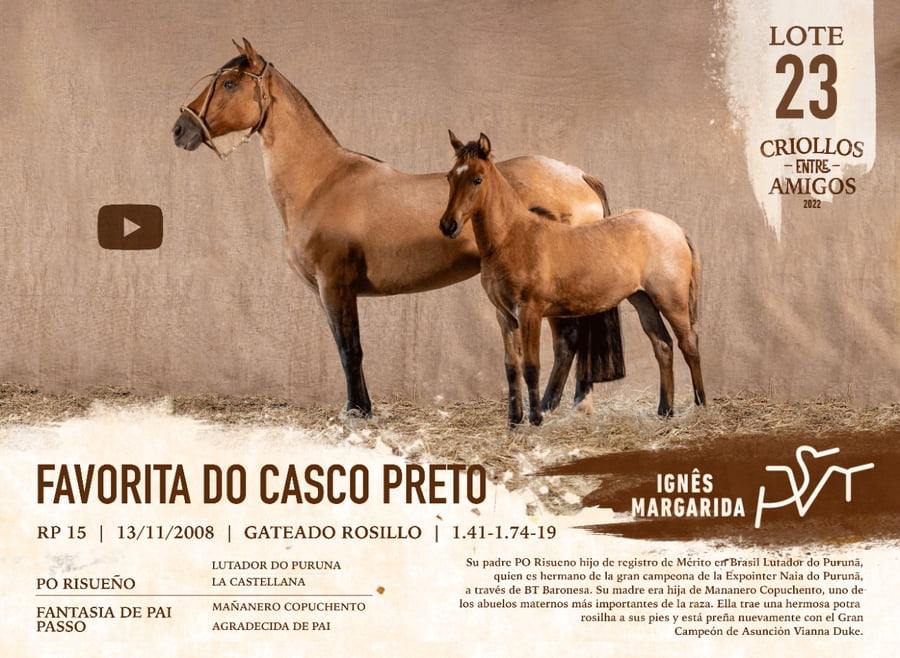 Lote FAVORITA DO CASCO PRETO RP 15