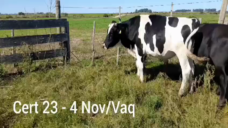 Lote NOVILLOS Y VAQUILLONAS